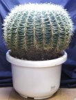 画像9: 超有名種！　[サボテン][強刺][エキノカクタス]　金鯱４０ｃｍ　Echinocactus grusonii　#200-05    
