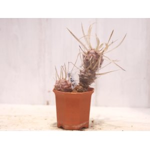 画像: 団扇業界の変わり者！　[サボテン][団扇] [テフロカクタス]　武蔵野　Tephrocactus articulatus f.diadematus    