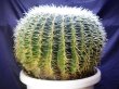 画像4: 超有名種！　[サボテン][強刺][エキノカクタス]　金鯱４０ｃｍ　Echinocactus grusonii　#200-05    