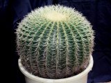 画像: 超有名種！　[サボテン][強刺][エキノカクタス]　金鯱４０ｃｍ　Echinocactus grusonii　#200-02