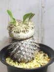 画像4: 入手が難しくなってきました。。。　　[多肉][キョウチクトウ科][パキポディウム]　　恵比寿笑い・ラメリー接ぎ　（Ｐ．ブレビカウレ）　Pachypodium brevicaule　#175-02    