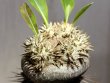 画像6: 入手が難しくなってきました。。。　　[多肉][キョウチクトウ科][パキポディウム]　　恵比寿笑い・ラメリー接ぎ　（Ｐ．ブレビカウレ）　Pachypodium brevicaule　#175-02    