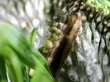 画像7: レアな突然変異個体（一文字綴化）！無理言って譲ってもらった親木です！　　　[多肉][キョウチクトウ科][パキポディウム]　　ラメリー冠（親木）　Pachypodium lameri f. monst    