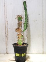 画像: 模様がキレイ！　[多肉][トウダイグサ科][ユーフォルビア][柱状タイプ]　春駒　Euphorbia pseudocactus　＃881-03    
