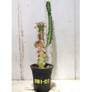 画像: 模様がキレイ！　[多肉][トウダイグサ科][ユーフォルビア][柱状タイプ]　春駒　Euphorbia pseudocactus　＃881-03    