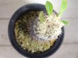 画像7: 入手が難しくなってきました。。。　　[多肉][キョウチクトウ科][パキポディウム]　　恵比寿笑い・ラメリー接ぎ　（Ｐ．ブレビカウレ）　Pachypodium brevicaule　#175-02    