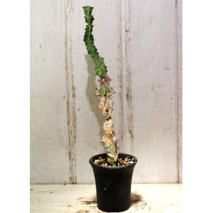 画像: 模様がキレイ！　[多肉][トウダイグサ科][ユーフォルビア][柱状タイプ]　春駒　Euphorbia pseudocactus　＃881-05