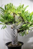 画像6: レアな突然変異個体（一文字綴化）！無理言って譲ってもらった親木です！　　　[多肉][キョウチクトウ科][パキポディウム]　　ラメリー冠（親木）　Pachypodium lameri f. monst    