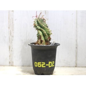 画像: 群生します！　[多肉][トウダイグサ科][ユーフォルビア][柱状タイプ]　笹ガニ丸　Euphorbia pulvinata　#062-02    