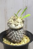 画像3: 入手が難しくなってきました。。。　　[多肉][キョウチクトウ科][パキポディウム]　　恵比寿笑い・ラメリー接ぎ　（Ｐ．ブレビカウレ）　Pachypodium brevicaule　#175-02    