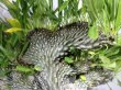 画像2: レアな突然変異個体（一文字綴化）！無理言って譲ってもらった親木です！　　　[多肉][キョウチクトウ科][パキポディウム]　　ラメリー冠（親木）　Pachypodium lameri f. monst    