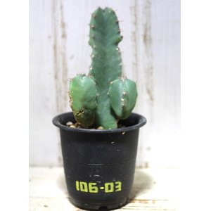 画像: ！　[多肉][トウダイグサ科][ユーフォルビア][柱状タイプ]　白角キリン　Euphorbia resinifera　＃106-03    