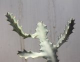 画像: 白い幽霊！　[多肉][トウダイグサ科][ユーフォルビア][柱状タイプ]　ユーフォルビア・ラクティア ”ホワイト・ゴースト”. Euphorubia lactea variegata ”White Ghost”　#102-01    