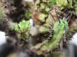 画像7: 木化している大きめな群生株です！　[多肉][トウダイグサ科][ユーフォルビア][柱状タイプ]　紅彩閣・冠（綴化）LL　#002　　Euphorbia enopla f.monst