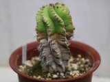 画像: 群生します！　[多肉][トウダイグサ科][ユーフォルビア][柱状タイプ]　笹ガニ丸　Euphorbia pulvinata    