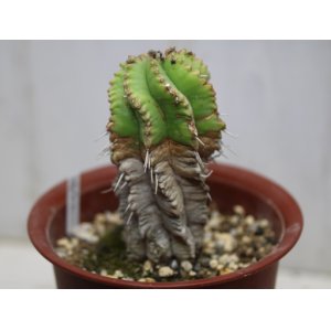 画像: 群生します！　[多肉][トウダイグサ科][ユーフォルビア][柱状タイプ]　笹ガニ丸　Euphorbia pulvinata    