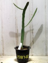 画像: ペラペラ系！　[多肉][トウダイグサ科][ユーフォルビア][緑枝類]　硬葉キリン（ヘラサンゴ）Euphorbia xylophylloides　＃2087-02   