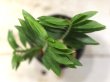 画像3: ユーフォルビアの近縁種！　[多肉][トウダイグサ科][ペディランサス]　P・ティティマロイデス・ナナ・コンパクタ　Pedilanthus tithymaloides nana compacta　[その２]    
