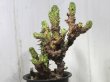 画像4: 木化している大きめな群生株です！　[多肉][トウダイグサ科][ユーフォルビア][柱状タイプ]　紅彩閣・冠（綴化）LL　#002　　Euphorbia enopla f.monst