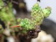 画像6: 木化している大きめな群生株です！　[多肉][トウダイグサ科][ユーフォルビア][柱状タイプ]　紅彩閣・冠（綴化）LL　#002　　Euphorbia enopla f.monst
