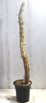 画像: 長いの来ました！　[多肉][トウダイグサ科][ユーフォルビア][柱状タイプ]　白樺キリン　L　＃052-04　　Euphorbia mammillaris cv.'Variegata'