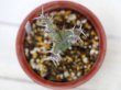 画像3: 新しい刺はふにゃふにゃです！　[多肉][トウダイグサ科][ユーフォルビア][柱状タイプ]　ユーフォルビア・カクタス Euphorbia cactus    