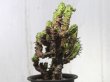 画像5: 木化している大きめな群生株です！　[多肉][トウダイグサ科][ユーフォルビア][柱状タイプ]　紅彩閣・冠（綴化）LL　#002　　Euphorbia enopla f.monst