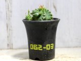 画像: 群生します！　[多肉][トウダイグサ科][ユーフォルビア][柱状タイプ]　笹ガニ丸　Euphorbia pulvinata　#062-03    