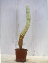 画像: 長いの来ました！　[多肉][トウダイグサ科][ユーフォルビア][柱状タイプ]　白樺キリン　L　＃002　　Euphorbia mammillaris cv.'Variegata'    