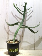 画像: ペラペラ系！　[多肉][トウダイグサ科][ユーフォルビア][緑枝類]　硬葉キリン（ヘラサンゴ）Euphorbia xylophylloides　＃890-03
