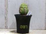 画像: 動き始めました！　[多肉][トウダイグサ科][ユーフォルビア][柱状タイプ]　フルチコーサ（閃紅閣・閃光閣）　Euphorbia　fruticosa　#087    