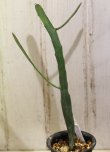 画像3: ペラペラ系！　[多肉][トウダイグサ科][ユーフォルビア][緑枝類]　硬葉キリン（ヘラサンゴ）Euphorbia xylophylloides　＃2087-02   
