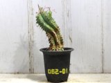 画像: 群生します！　[多肉][トウダイグサ科][ユーフォルビア][柱状タイプ]　笹ガニ丸　Euphorbia pulvinata　#062-01