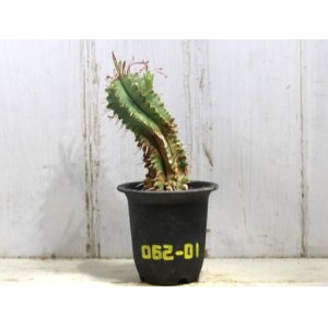 画像: 群生します！　[多肉][トウダイグサ科][ユーフォルビア][柱状タイプ]　笹ガニ丸　Euphorbia pulvinata　#062-01