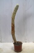 画像1: 長いの来ました！　[多肉][トウダイグサ科][ユーフォルビア][柱状タイプ]　白樺キリン　L　＃001　　Euphorbia mammillaris cv.'Variegata'    