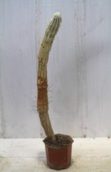 画像: 長いの来ました！　[多肉][トウダイグサ科][ユーフォルビア][柱状タイプ]　白樺キリン　L　＃001　　Euphorbia mammillaris cv.'Variegata'    