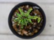 画像4: あまり見かけないノーマルです！　[多肉][トウダイグサ科][ユーフォルビア][柱状タイプ]　ラクテア　帝錦　Euphorbia lactea    