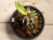 画像3: 葉が大きく立派です！　[多肉][トウダイグサ科][ユーフォルビア][花キリンタイプ]　噴火竜　ヴィグエリー　Mサイズ　Euphorbia viguieri　#108-01