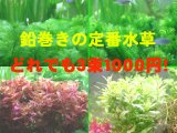 画像: 定番の鉛巻き水草！　どれでも　３束　１０００円！