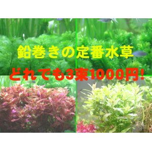 画像: 定番の鉛巻き水草！　どれでも　３束　１０００円！