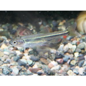 画像: 意外と売っていない魚かも？　アブラハヤ