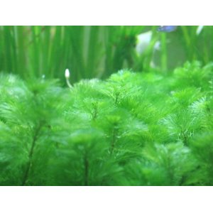 画像: 大量植えに！　カボンバ（金魚藻）　５０本１束