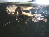 画像: 小型の古代魚！飛びます！　バタフライフィッシュ