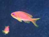 画像: 海の金魚！　インド・キンギョハナダイ（メス）