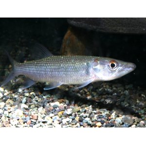 画像: アフリカの牙魚！　アフリカンパイクカラシン