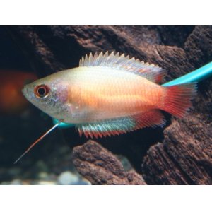 画像: 小型美魚！　ゴールデンハニードワーフグラミー（＠税抜380円）　５匹セット（４匹＋補償１匹）