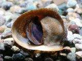 画像: 末広がりの貝殻です！　バットマンスネール