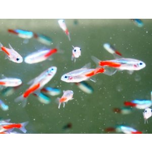 画像: 激安！売れてます！　ネオンテトラ（Ｓサイズ）　１００匹セット（９０匹＋補償１０匹）