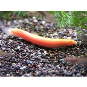 画像: 綺麗なドジョウです！　ヒドジョウ