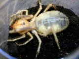 画像: 世界三大奇蟲！　ヒヨケムシ（イエロー）　♀　抱卵個体